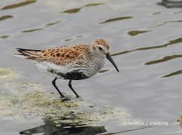 Attēlu rezultāti vaicājumam “Calidris alpina adult”