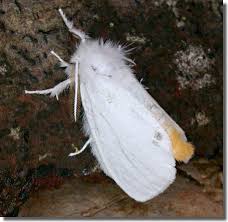 Attēlu rezultāti vaicājumam “Euproctis similis”