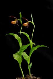 Attēlu rezultāti vaicājumam “Cypripedium calceolus”