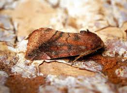 Attēlu rezultāti vaicājumam “Cosmia pyralina”