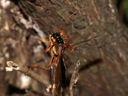 Attēlu rezultāti vaicājumam “Necydalis major”