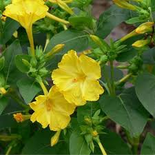 Image result for Mirabilis jalapa