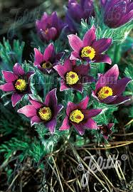 Image result for Pulsatilla