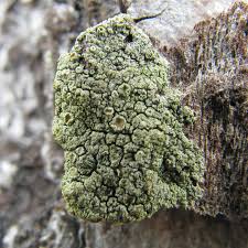 Attēlu rezultāti vaicājumam “Lecanora conizaeoides”