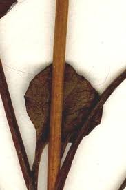 Attēlu rezultāti vaicājumam “Pyrola chlorantha”