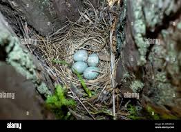 Attēlu rezultāti vaicājumam “Turdus viscivorus nest”
