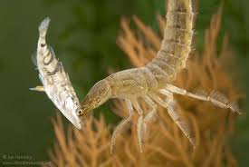 Attēlu rezultāti vaicājumam “Dytiscus sp. larva”