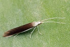 Attēlu rezultāti vaicājumam “Coleophora alticolella”