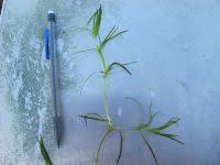 Attēlu rezultāti vaicājumam “Najas flexilis leaf”