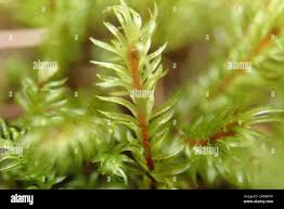 Attēlu rezultāti vaicājumam “Pohlia”