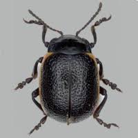 Attēlu rezultāti vaicājumam “Chrysolina sanguinolenta”