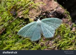 Attēlu rezultāti vaicājumam “Jodis putata”