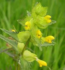 Attēlu rezultāti vaicājumam “Rhinanthus minor flower”