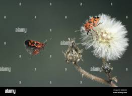 Attēlu rezultāti vaicājumam “Eurydema dominulus imago”