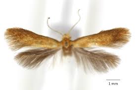 Attēlu rezultāti vaicājumam “Tischeriidae”