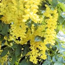 Image result for Laburnum anagyroides