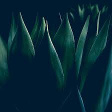 Image result for Mehikasvi