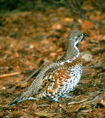 Attēlu rezultāti vaicājumam “Tetrastes bonasia”