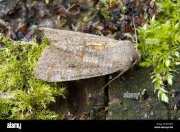 Attēlu rezultāti vaicājumam “Orthosia populeti”