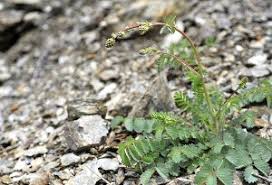Attēlu rezultāti vaicājumam “Taraxacum officinale aggr.”