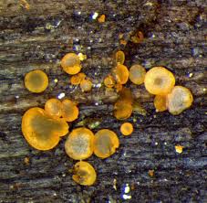 Attēlu rezultāti vaicājumam “Orbilia sp.”