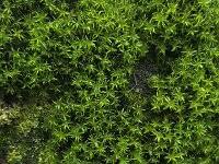 Attēlu rezultāti vaicājumam “Orthotrichum affine var. affine sporophyte”