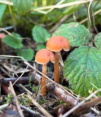 Attēlu rezultāti vaicājumam “Panaeolus papilionaceus”