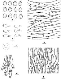 Attēlu rezultāti vaicājumam “Ceriporia viridans”
