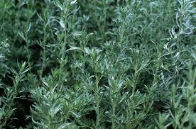Attēlu rezultāti vaicājumam “Artemisia absinthium leaf”