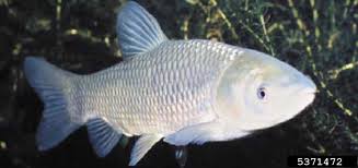 Image result for Ctenopharyngodon idella