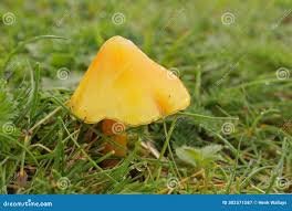 Attēlu rezultāti vaicājumam “Hygrocybe acutoconica”