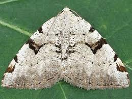 Attēlu rezultāti vaicājumam “Macaria wauaria”