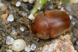 Attēlu rezultāti vaicājumam “Cychramus luteus”