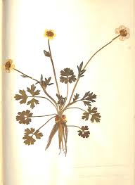 Attēlu rezultāti vaicājumam “Ranunculus bulbosus”