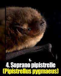 Attēlu rezultāti vaicājumam “Pipistrellus pygmaeus”