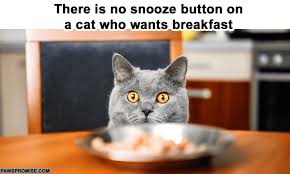 Image result for lulcatz