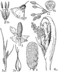 Attēlu rezultāti vaicājumam “Cyperaceae”
