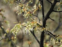 Attēlu rezultāti vaicājumam “Ulmus laevis flower”