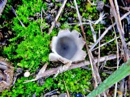 Attēlu rezultāti vaicājumam “Geopora arenicola”