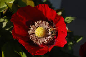 Attēlu rezultāti vaicājumam “Papaver somniferum”