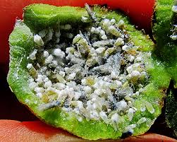 Attēlu rezultāti vaicājumam “Pemphigus borealis”