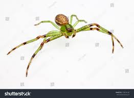 Attēlu rezultāti vaicājumam “Diaea dorsata”