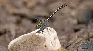 Attēlu rezultāti vaicājumam “Onychogomphus forcipatus”