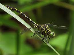 Attēlu rezultāti vaicājumam “Onychogomphus forcipatus”