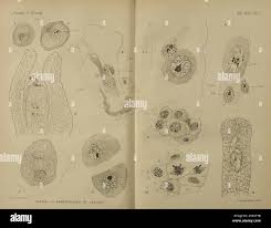 Attēlu rezultāti vaicājumam “Herzogiella seligeri sporophyte”