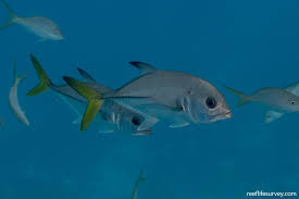 Image result for Caranx latus