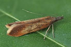 Attēlu rezultāti vaicājumam “Gelechia jakovlevi”