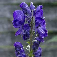 Attēlu rezultāti vaicājumam “Herminium monorchis flower”