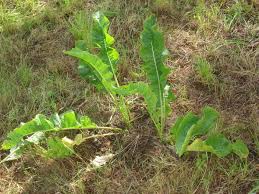 Attēlu rezultāti vaicājumam “Armoracia rusticana”