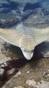 Image result for Aetomylaeus bovinus